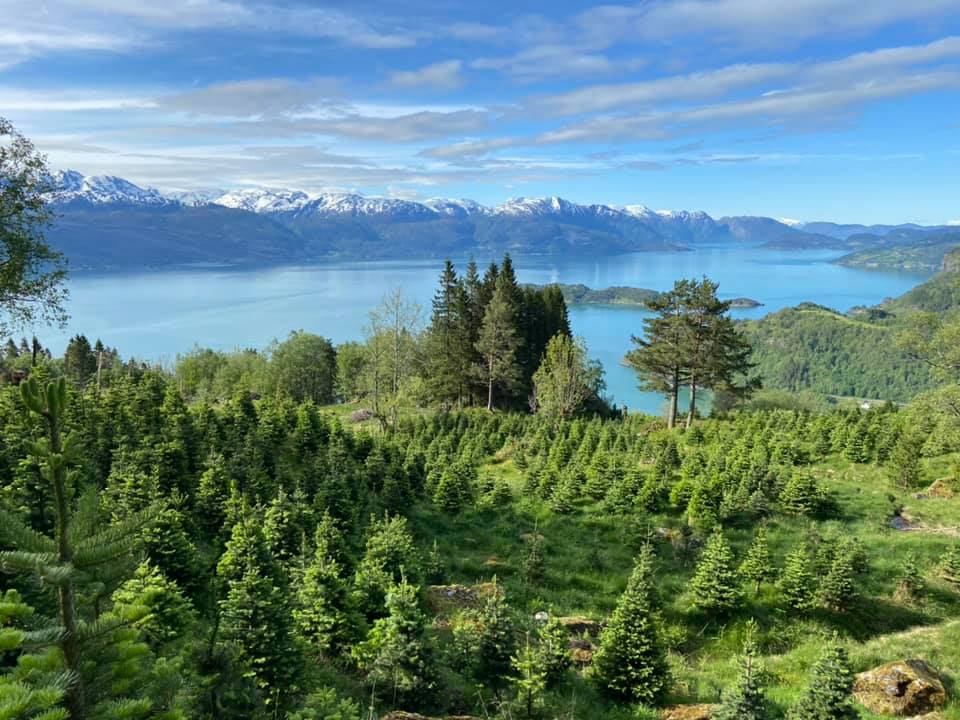 Fjelledelgran på Bjørke gardsbruk